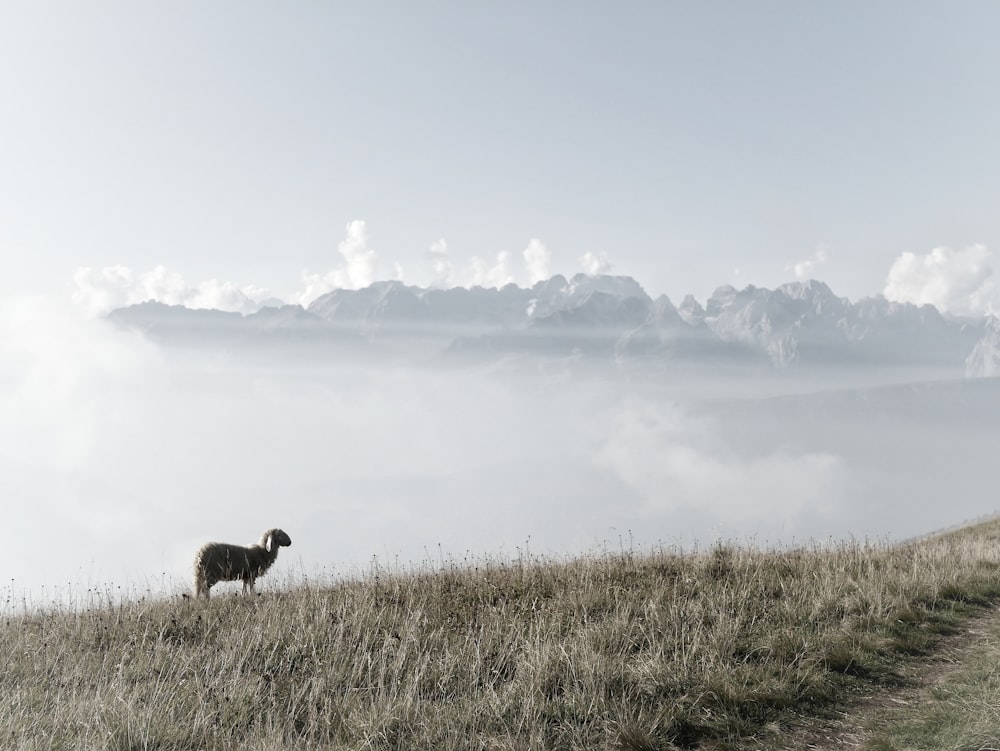 black goat kid on green grass field during daytime