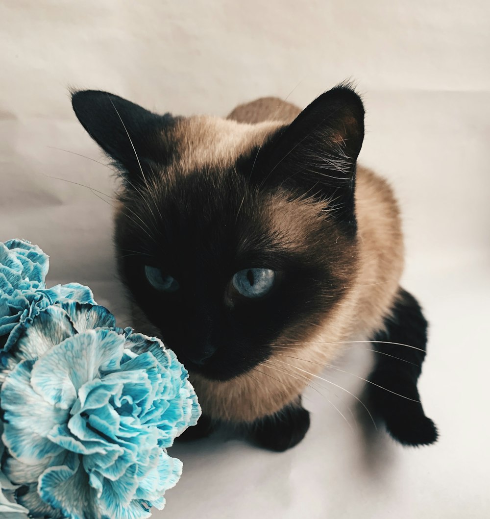 short-fur black and gray cat