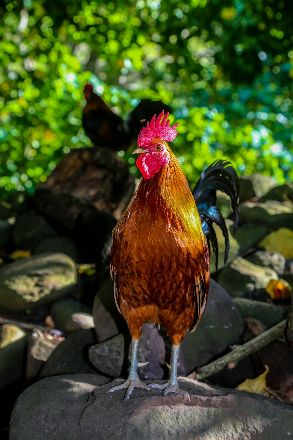 brown rooster standing on stone