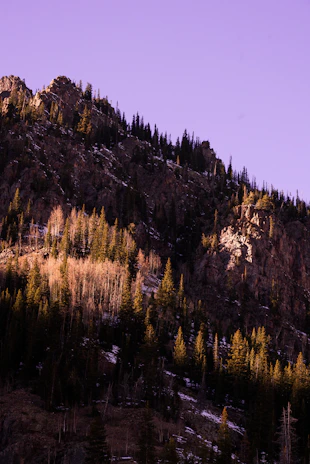 A rugged mountain ridge bathed in early morning light, with dense pine forests stretching below.
