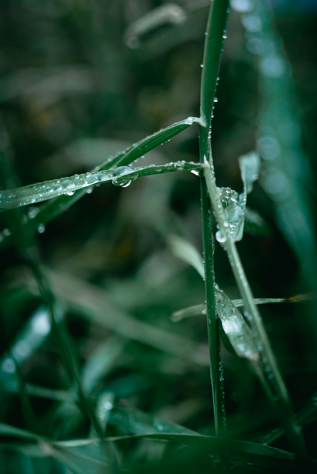 water droplets on green plant stem