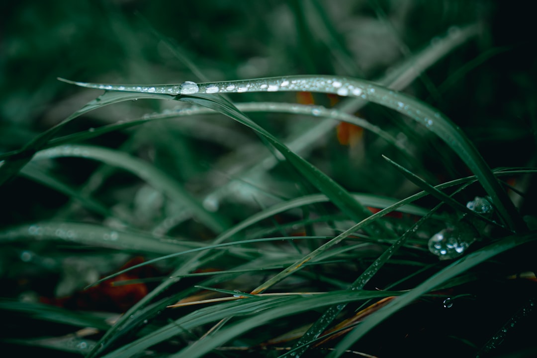 selective focus photo of grass with dew drops