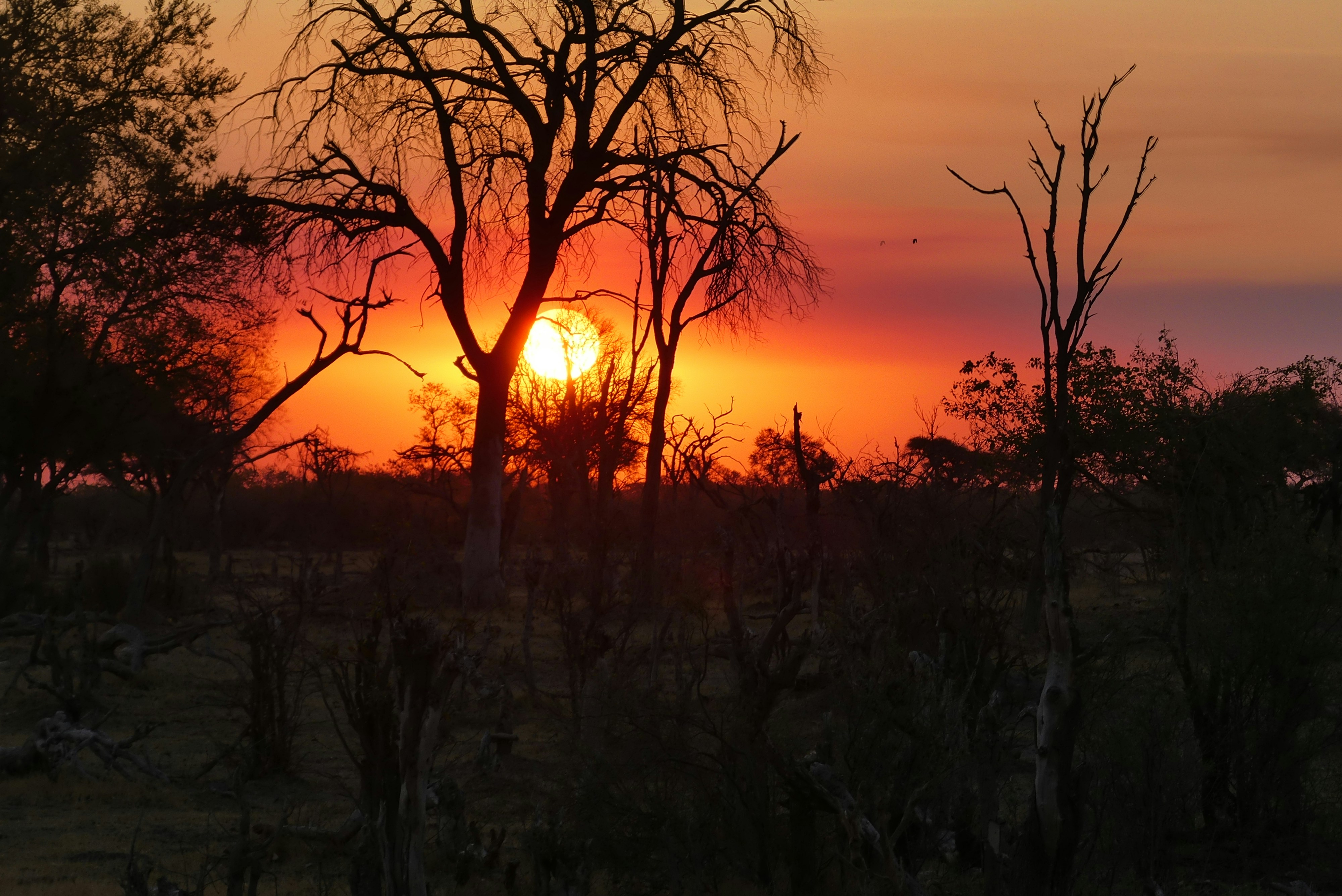 Romantic sunset over African savannah, warm amber sky reflected in still water, silhouetted acacia trees — perfect for a luxury honeymoon safari