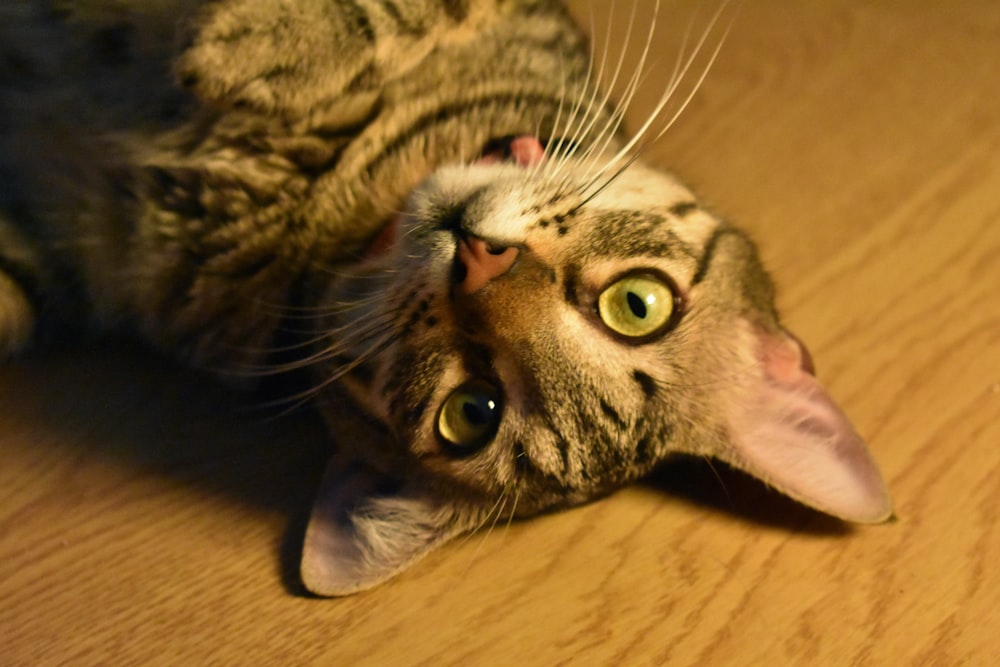 grey tabby cat on brown wooden surface