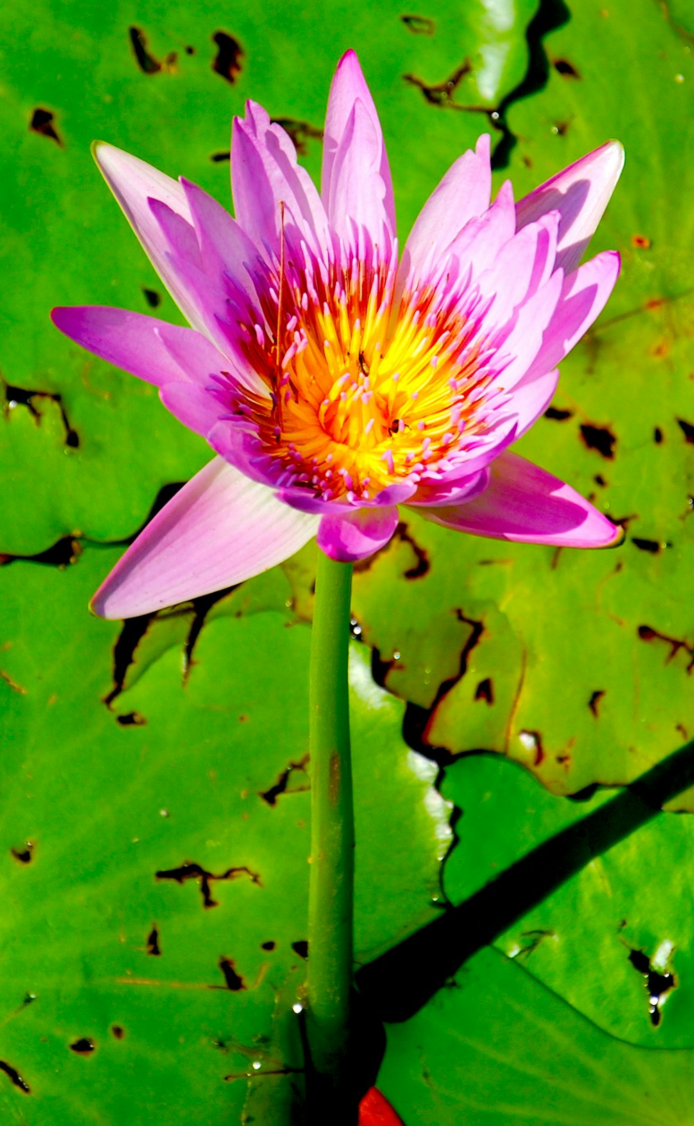 purple and yellow flower