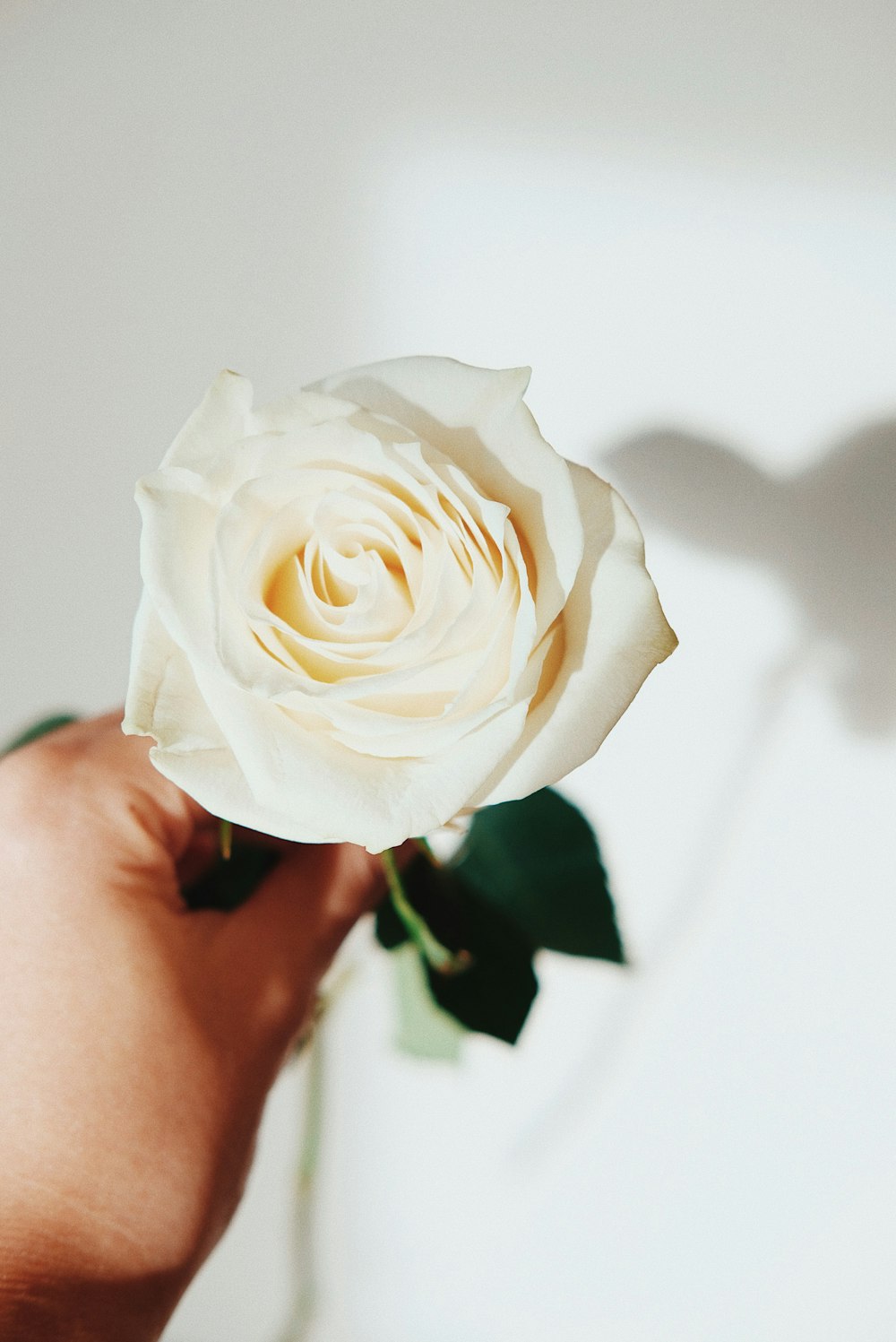 white-petaled flower