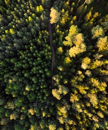 aerial photo of forest