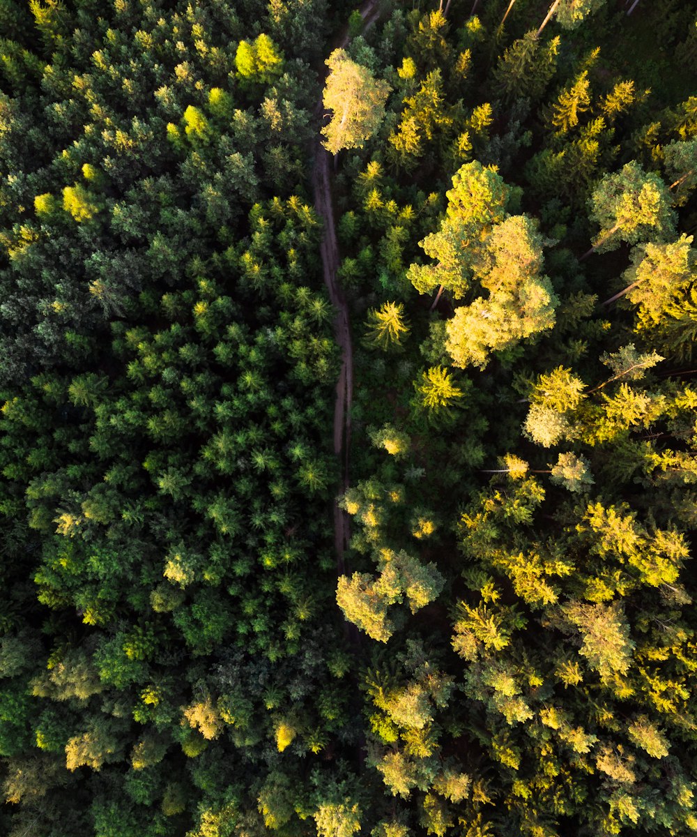 Foto aérea del bosque