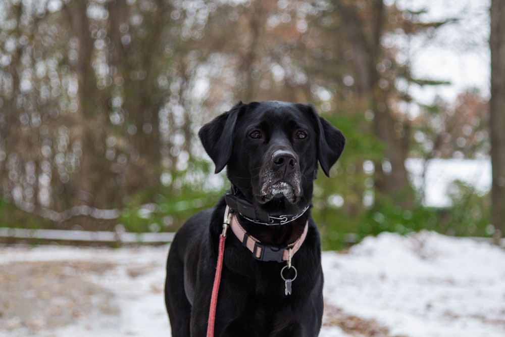 昼間の大人の黒のラブラドール レトリーバー犬の写真 Unsplashで見つけるラブラドール レトリバーの無料写真