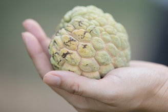 Hand holding a slice of guava paste with sugar crystals sparkling in sunlight