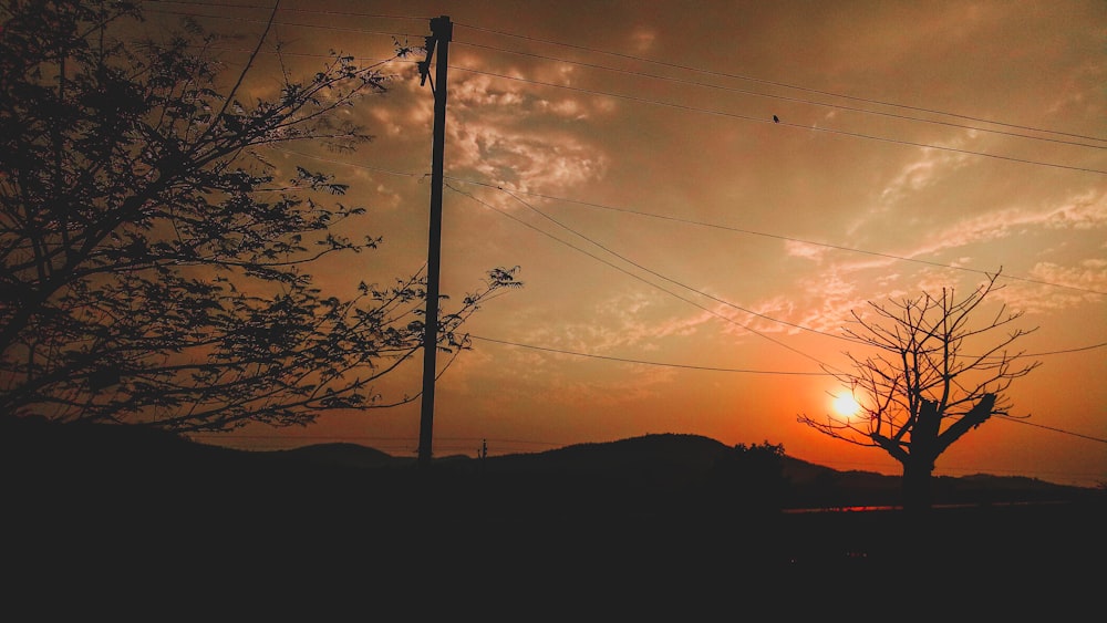 silhouette photography of tree during golden hour