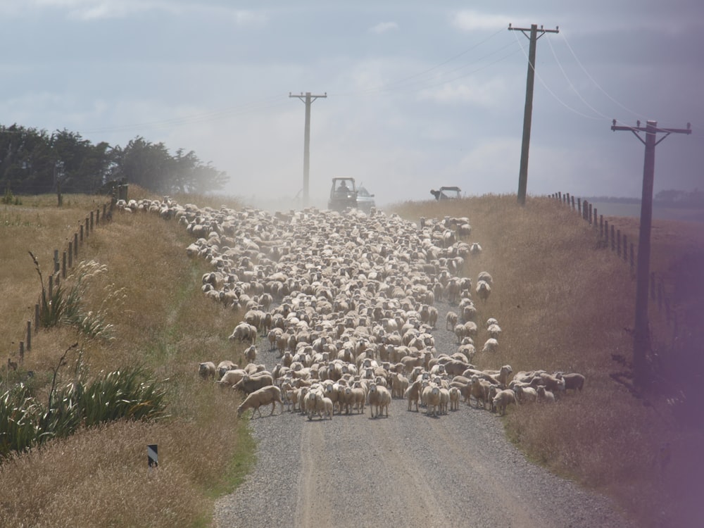 herd of sheep on road