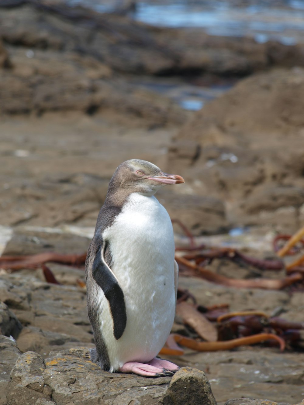 white and black penguin