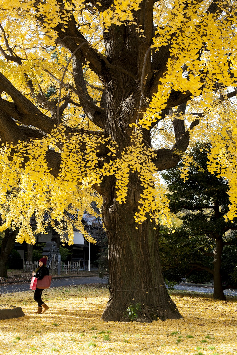 woman standing beside yellow leafed tree during daytime