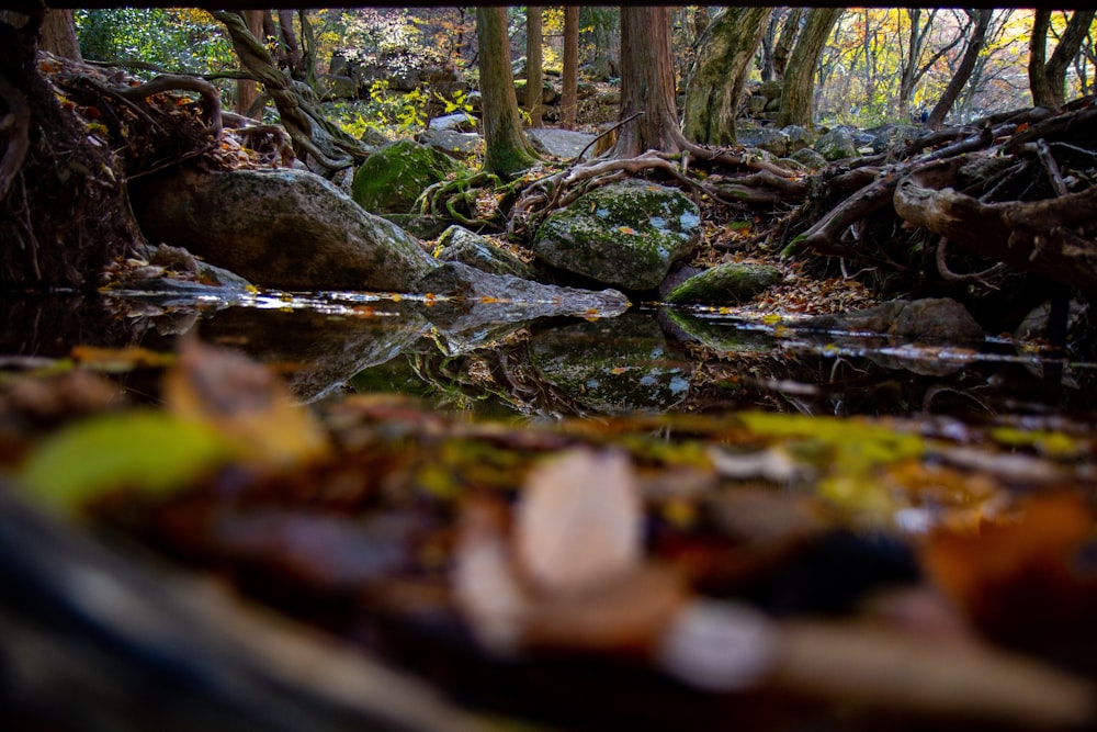 a stream running through a forest filled with lots of trees