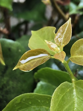 Close-up of a vibrant green coffee leaf with water droplets after gentle rain.