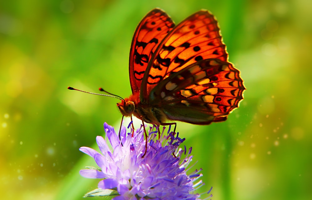 selective focus photo of butterfly perch on purple flower