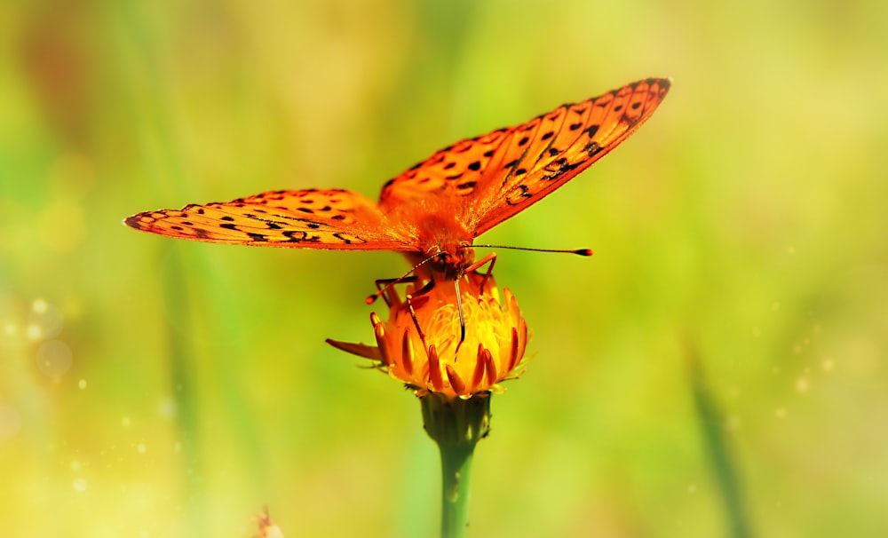 selective focus photo of butterfly perch on yellow flower