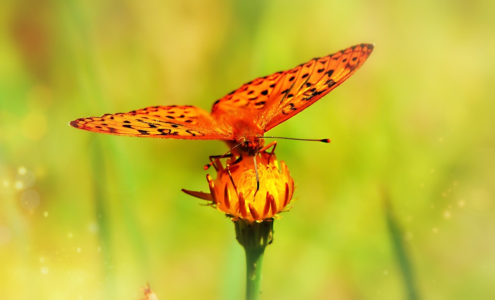 photo de mise au point sélective de perchoir de papillon sur la fleur jaune