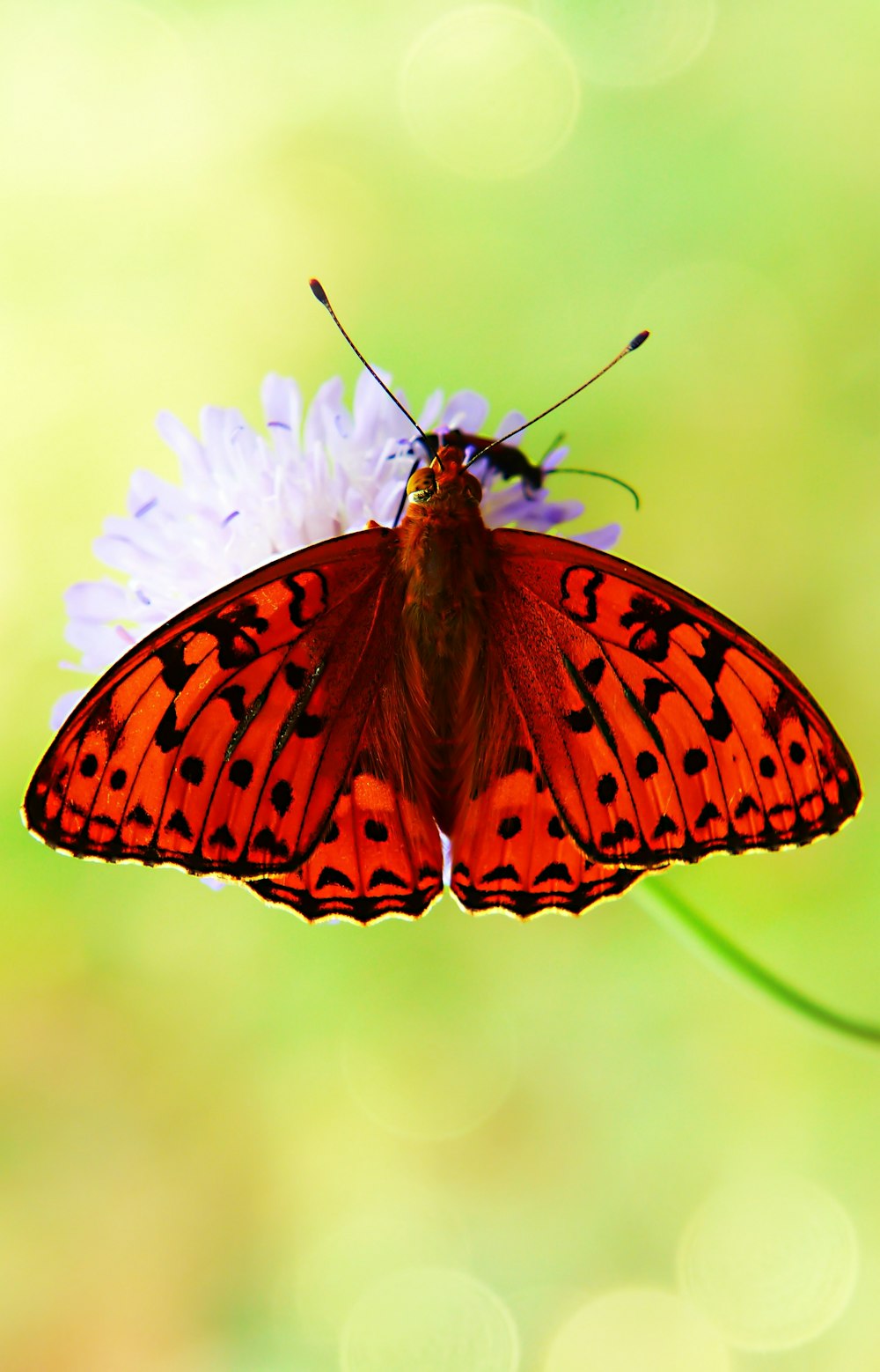 selective focus photo of orange and black moth perch on purple flower