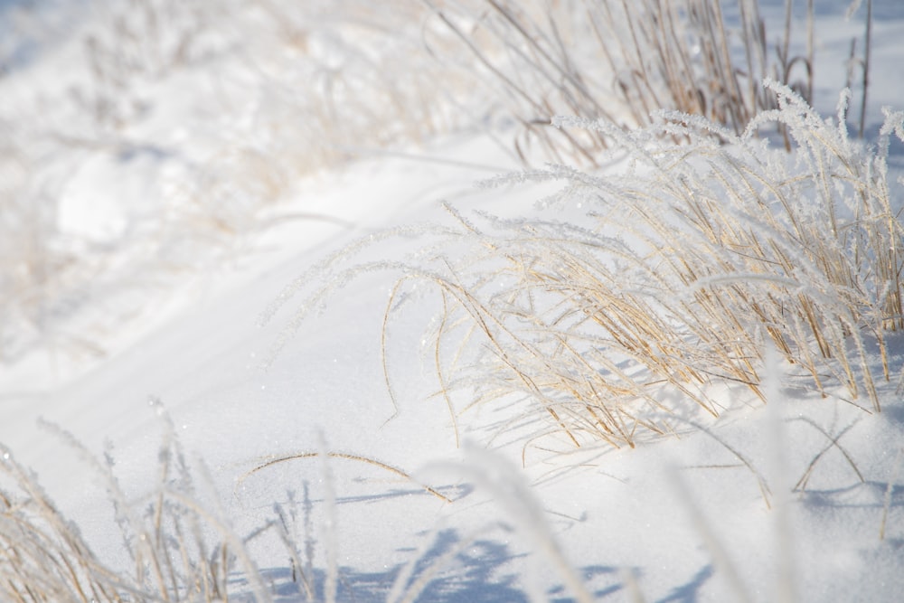 a snow covered field with tall grass in the snow