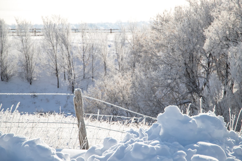 trees filled by snow