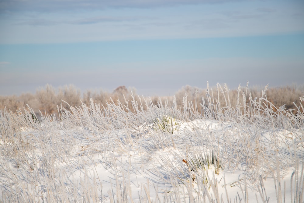 selective focus photo of grass field