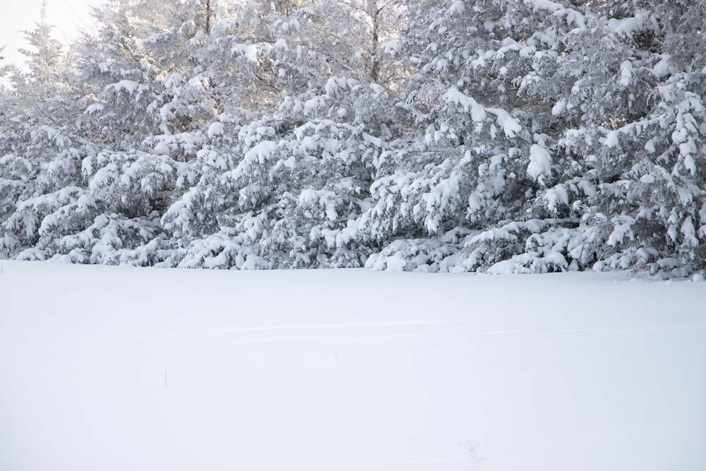 trees covered with snow