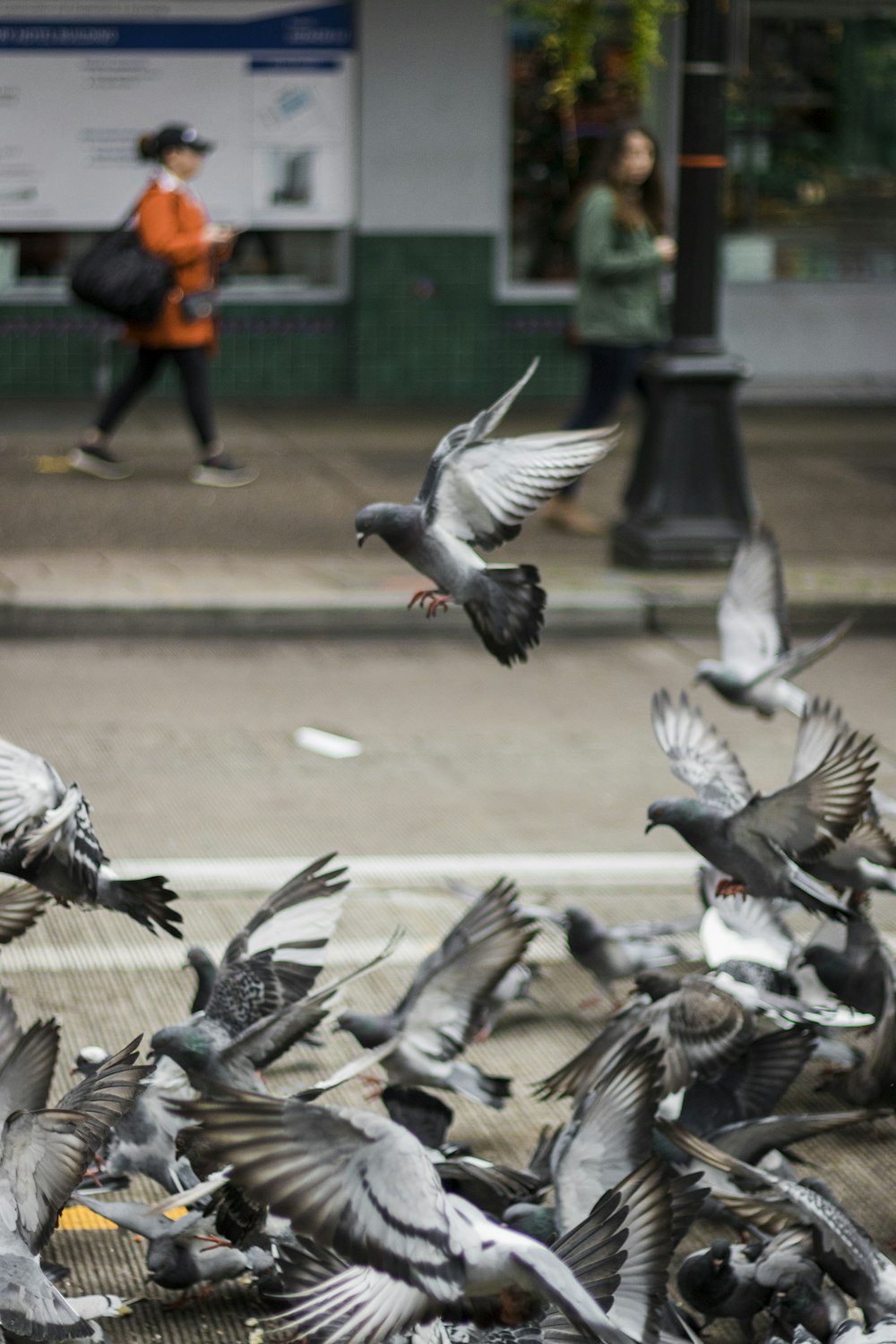 flight of pigeon