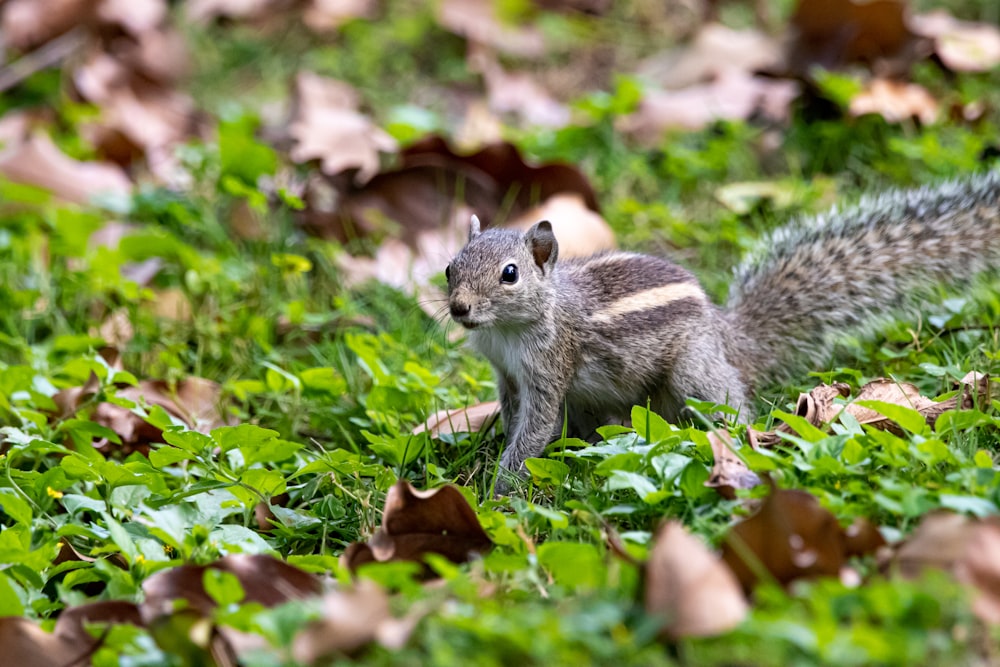 selective focus photo of brown squirrel