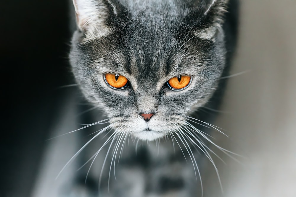 gray cat