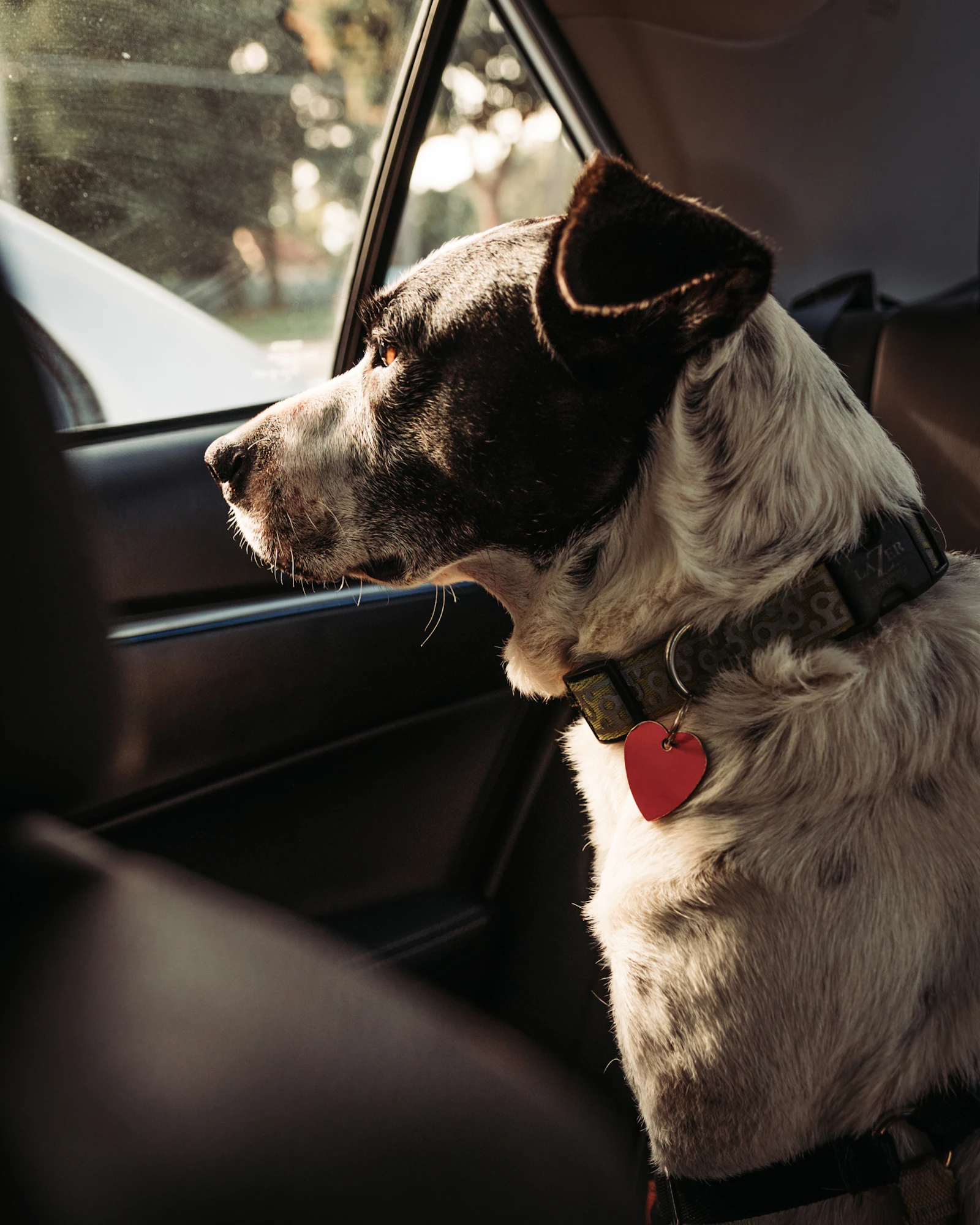 Perro asomado por la ventanilla de un coche en carretera