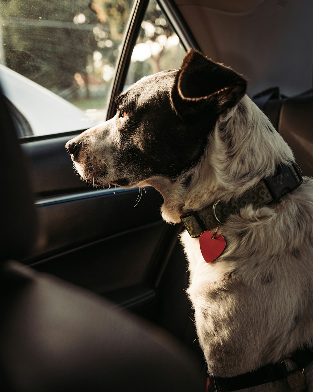 white and black dog