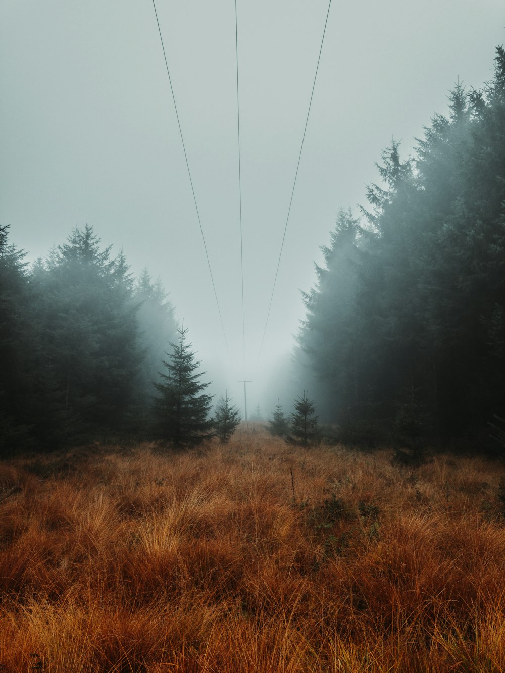 foggy pine tree scenery