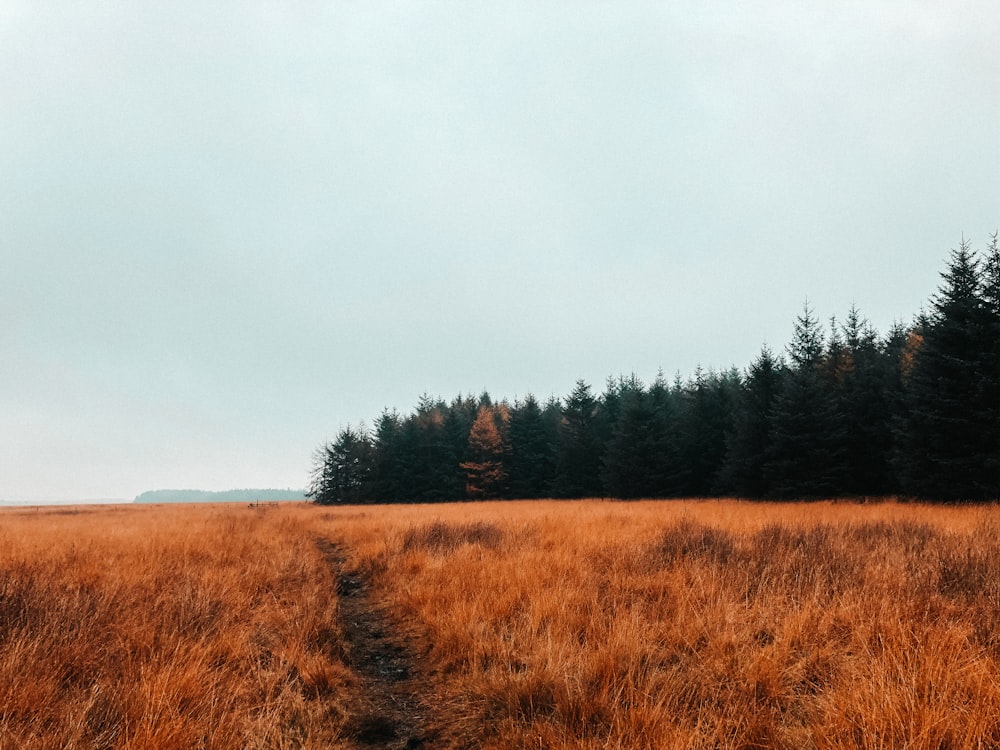 pathway between grass field