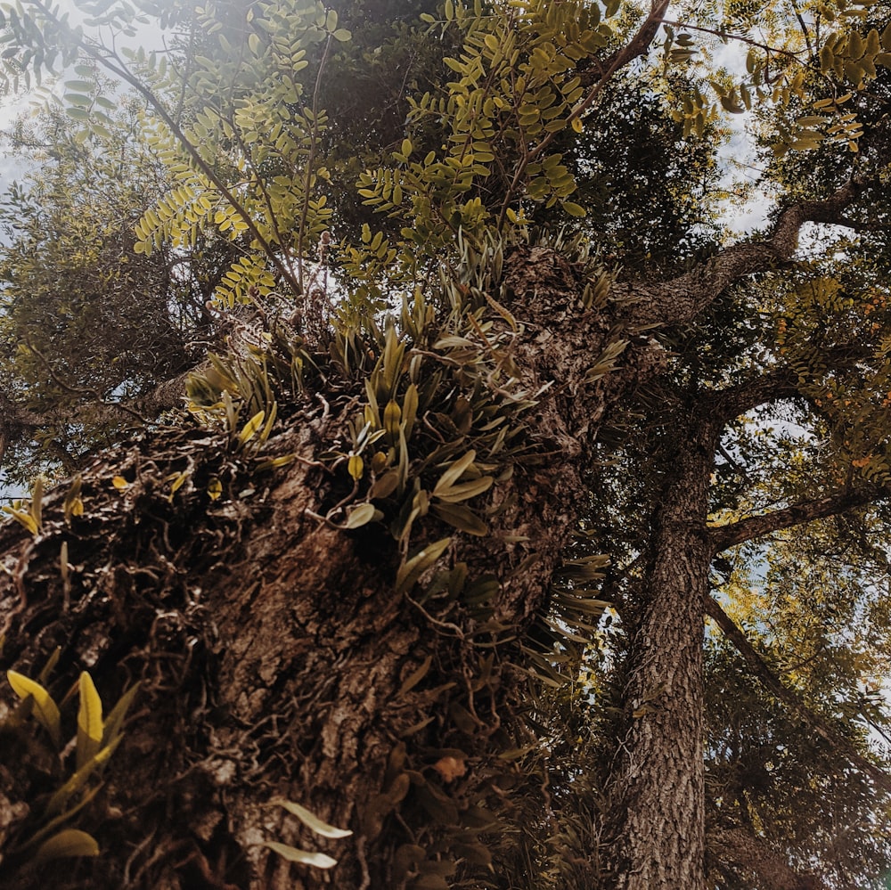 green leafed tree