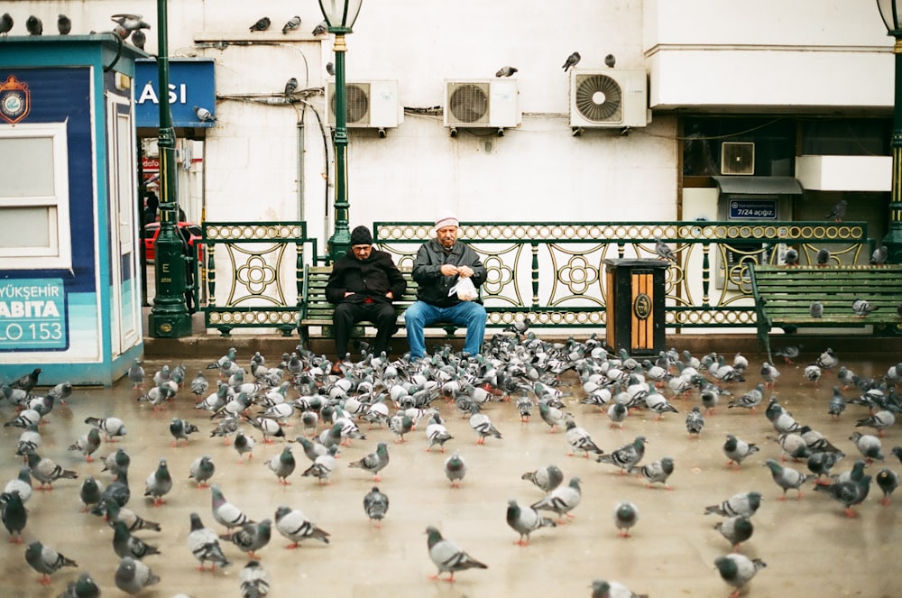 two men sitting on bench in-front of birds during daytime