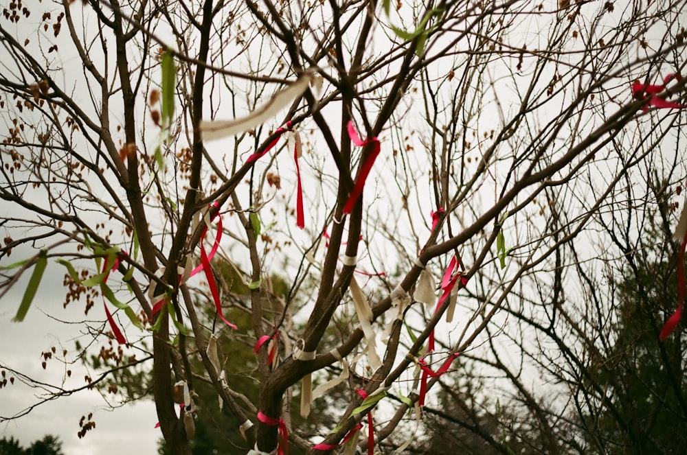 green-leafed tree