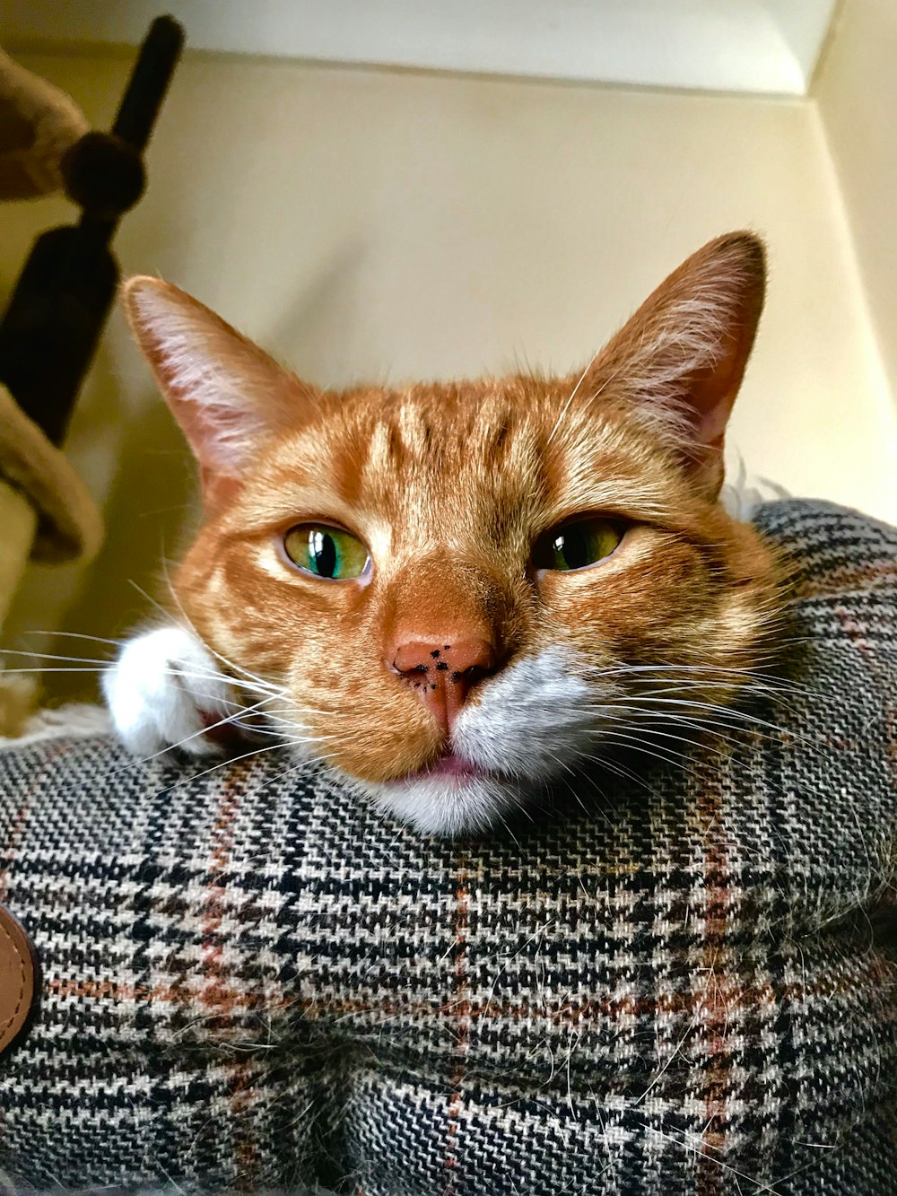 orange tabby cat