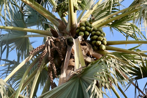 A close-up of coconuts hanging from a palm tree.