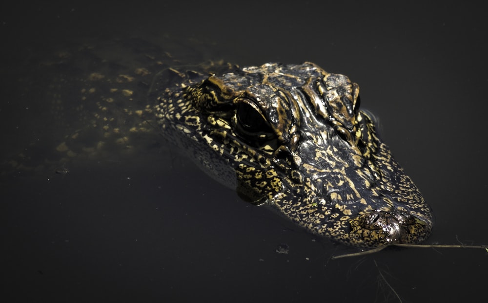 alligator brun