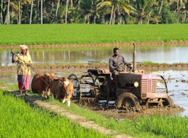 Soil Analysis Service