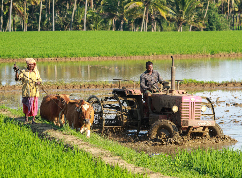 Farmers working a flooded paddy field with a power tiller