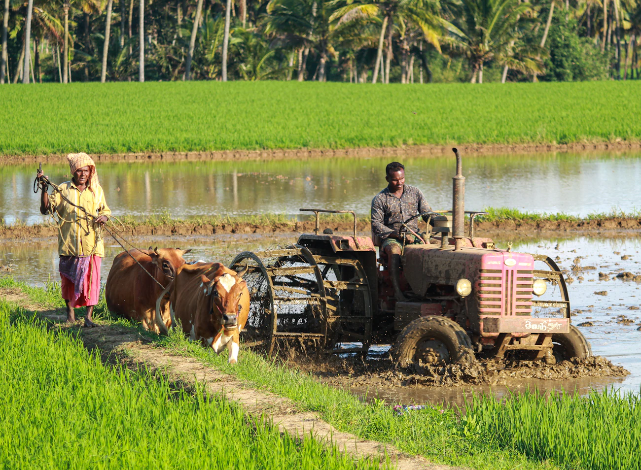Farmer ploughing a paddy field with a tractor