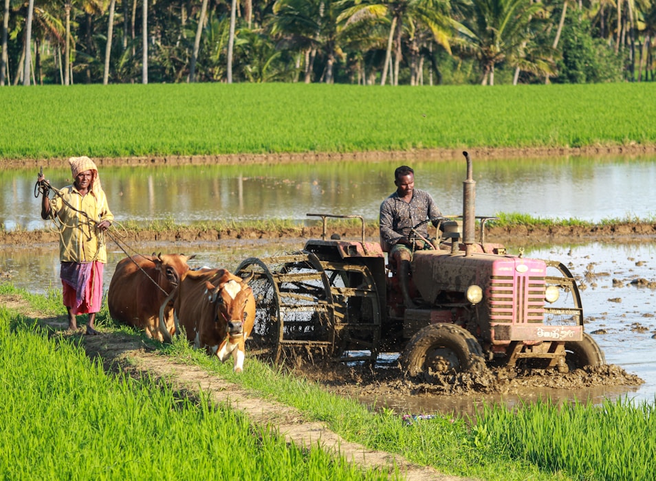 Green crop rows stretching across agricultural fields