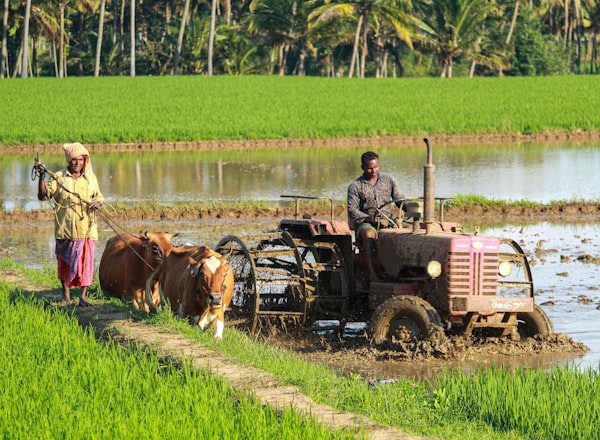 Green farmland with crops