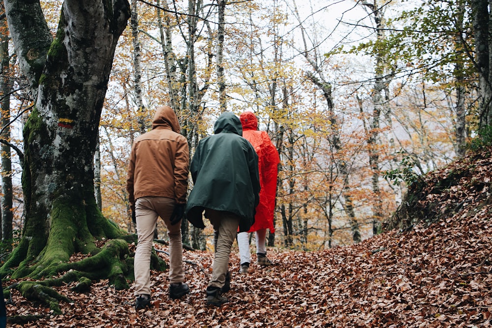 three person walking beside trees