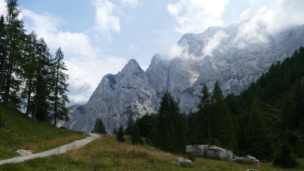 green pine trees