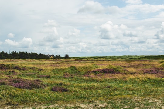 green grass field scenry in Blåvand Denmark