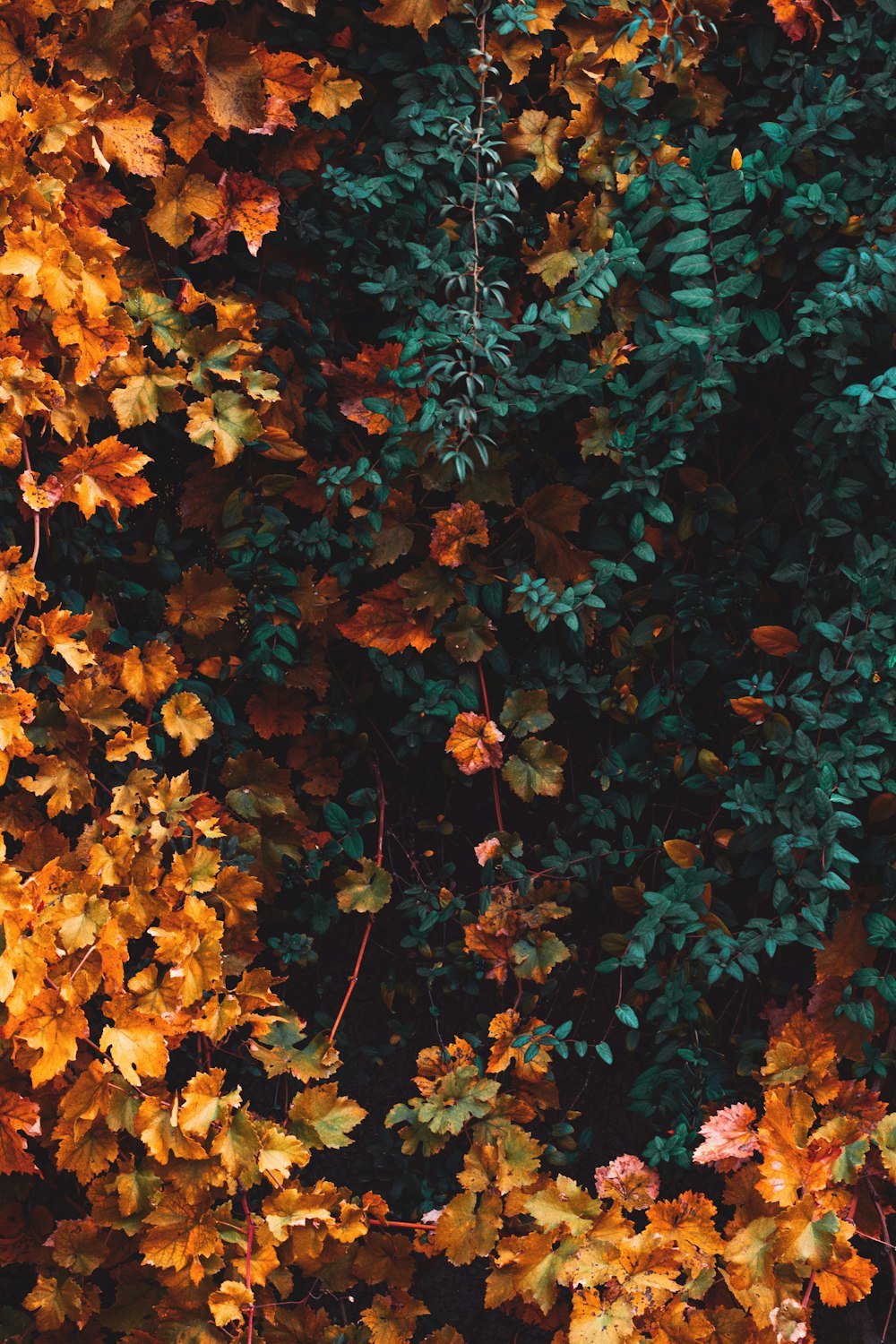 green-leafed plant